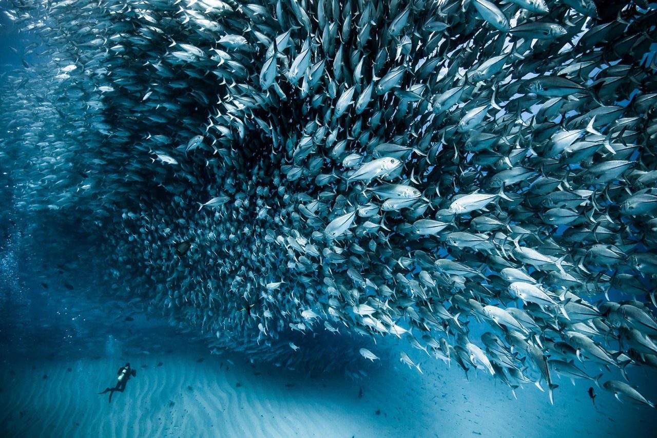Cardumen de peces moviéndose de forma coordinada bajo el agua